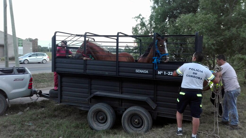 Caballo secuestrado