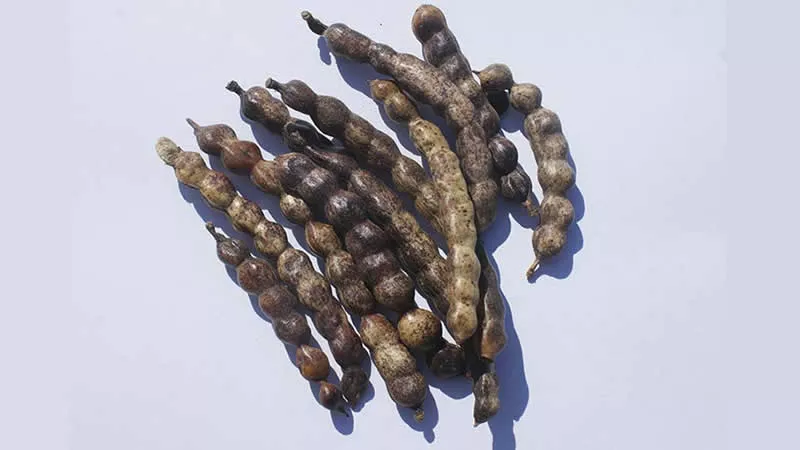 Chauchas de algarrobo