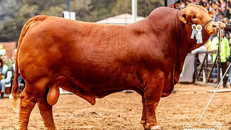 Campeón Brnagus de Orodá