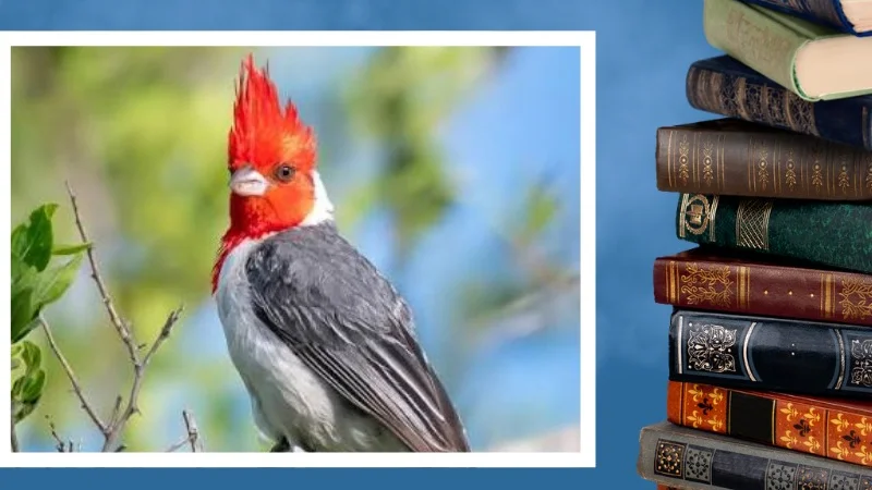 Biblioteca y aves
