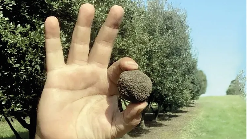 Trufas