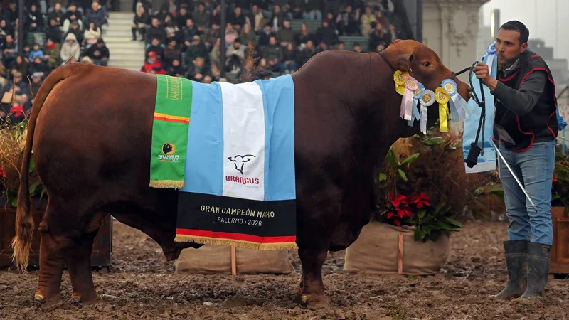 Gran Campeón Brangus