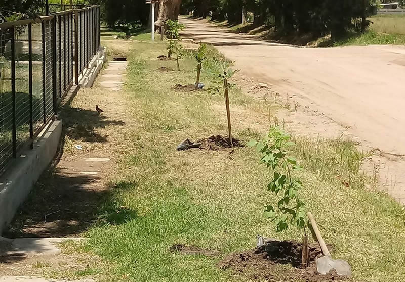 Reforestación calles CC