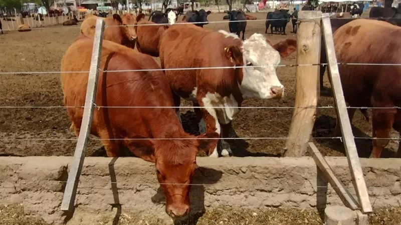 Vacas