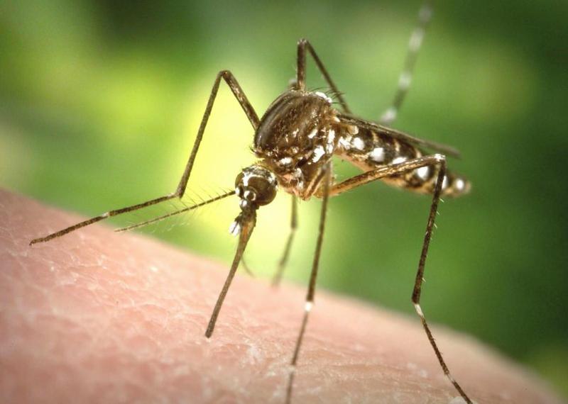 mosquito-aedes-aegypti-transmisor-de-diferentes-enfermedades-archivo-_804_573_1198649