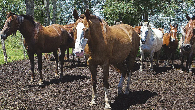 Caballos