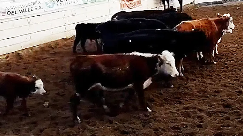Remate SRJM 4
