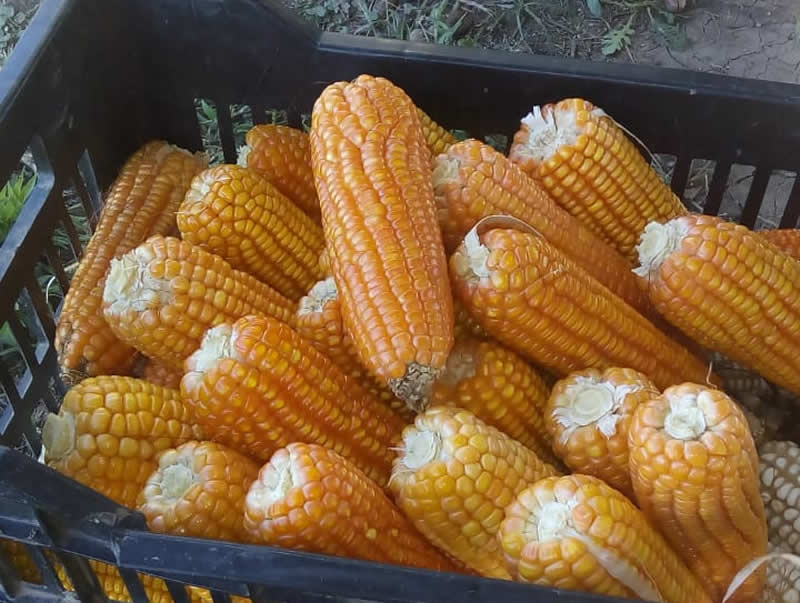 Maíz Agroecológico
