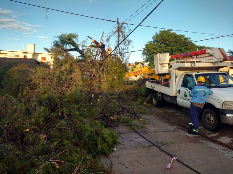 Arboles caídos tormenta