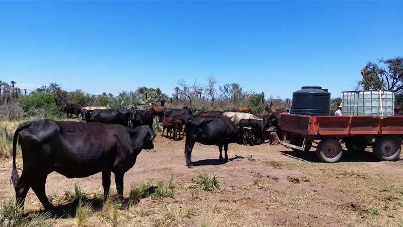 Vacas flacas por sequía