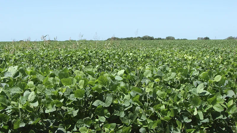 Campo con soja