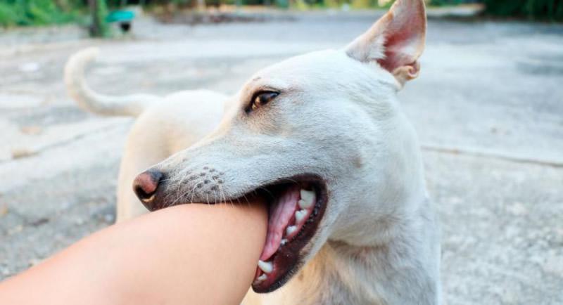 Mordedura de perro
