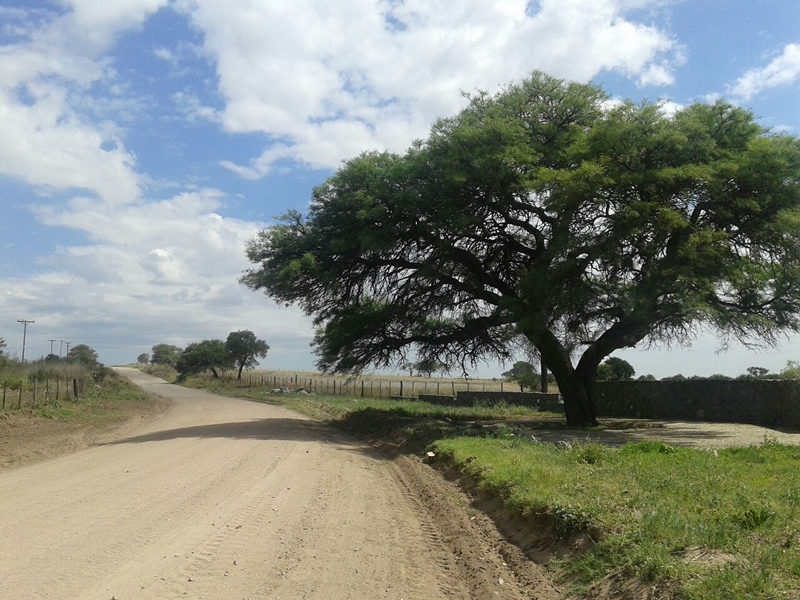 Algarrobo Sinsacate