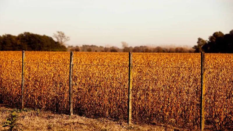 Campo 2