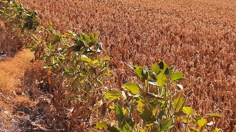 Campo dañado por sequía