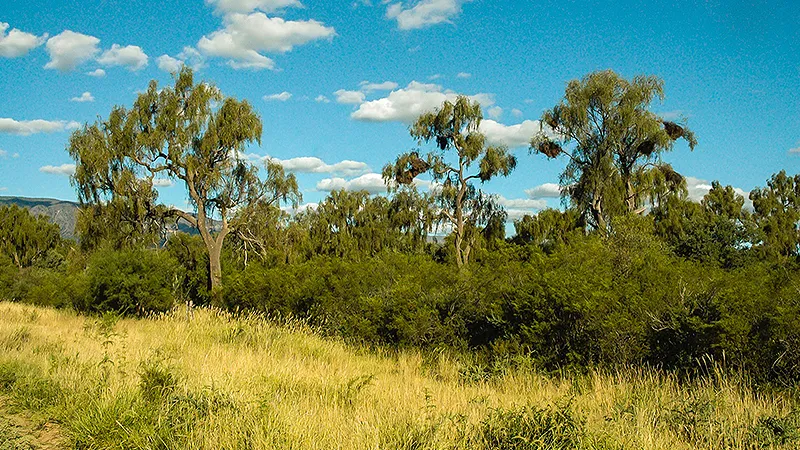 Bosque nativo