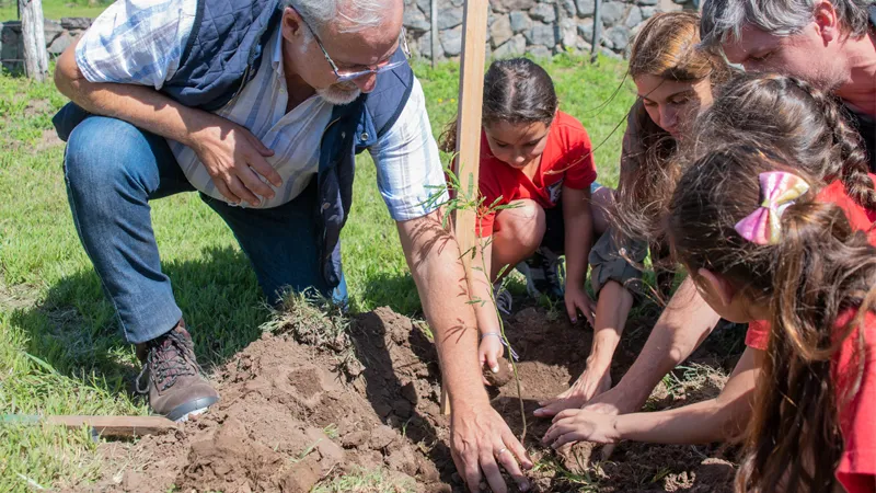 Plantación de algarrobos