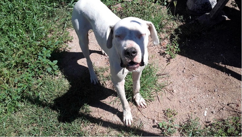 Dogo argentino robado