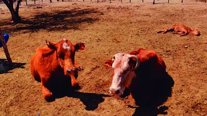 Vacas en sequía