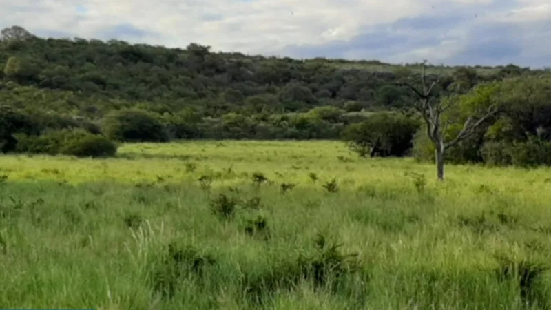 Pasturas