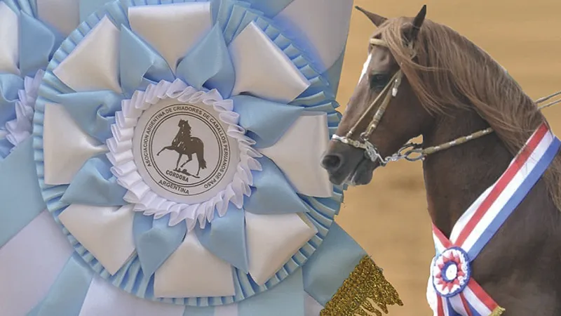 Caballos peruanos de paso