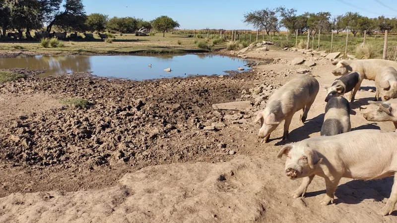 Cerdos a campo