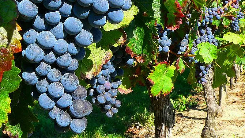 Viñedo CC