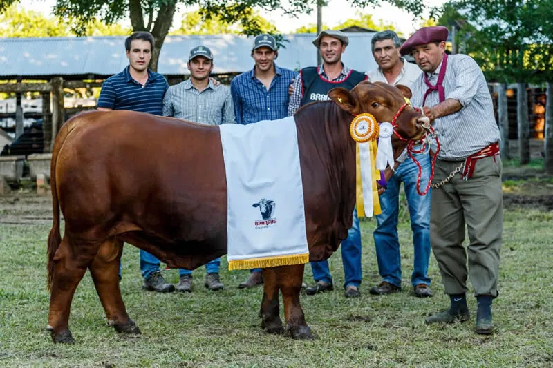 Toro Campeón