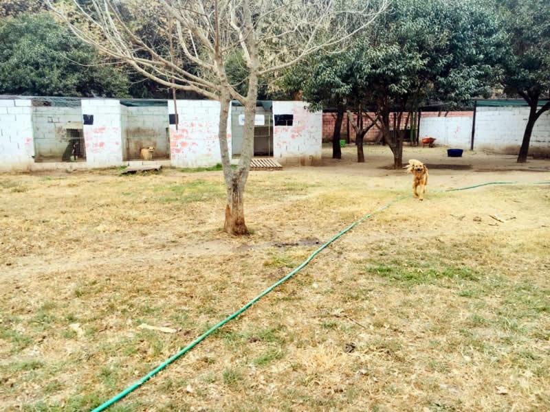 Refugio canino