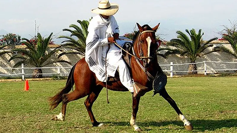 Caballo Peruano de Paso