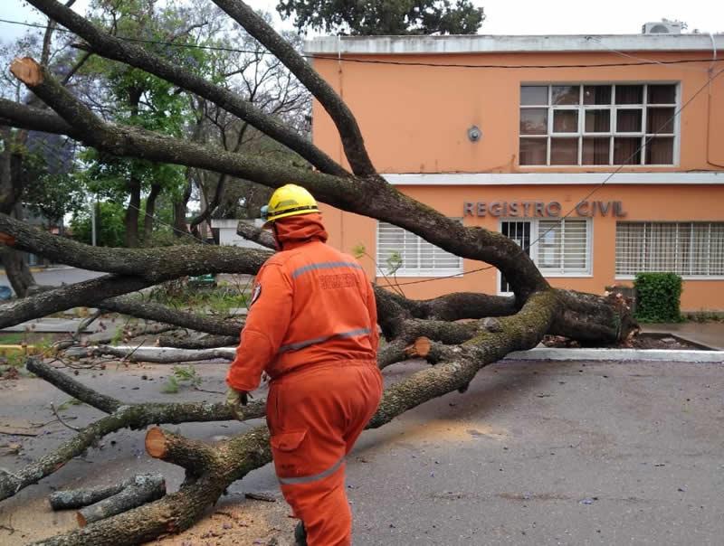 Arbol caído frente al Registro Civil de CC