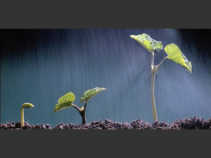 Germinacion