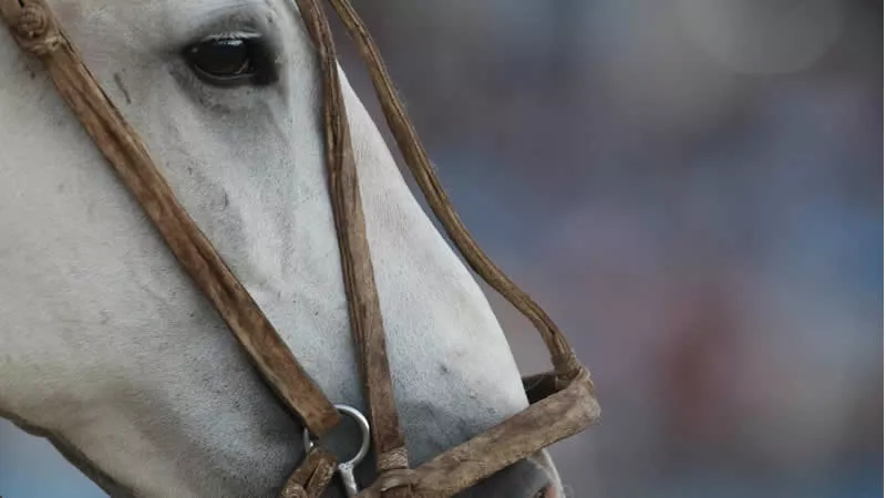 Caballo