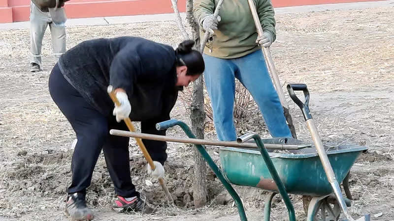 Plantación de árboles en Sarmiento