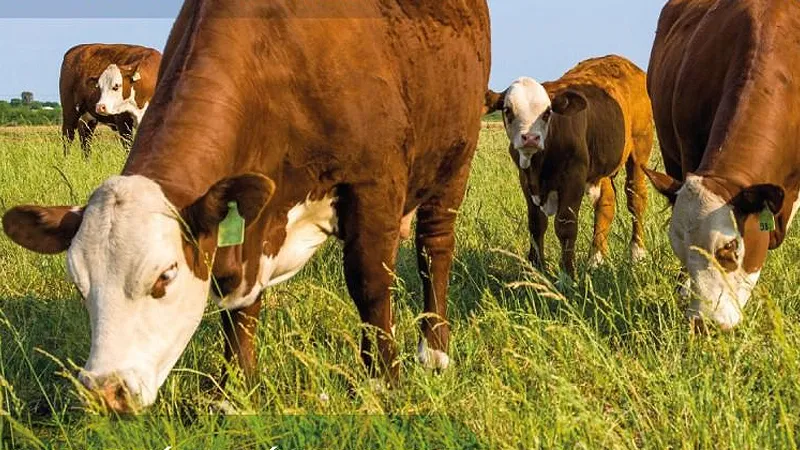 Ganadería regenerativa 2