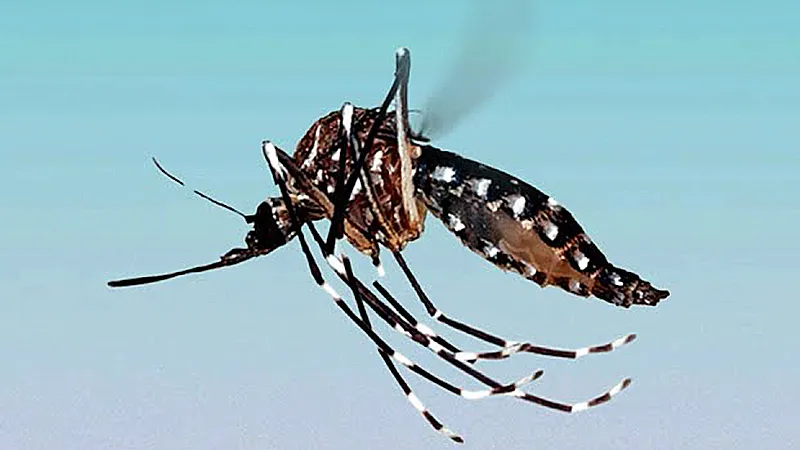 Aedes Aegypti