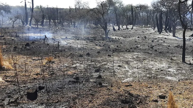 Incendio forestal apagado