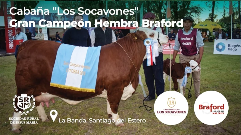Campeón Braford