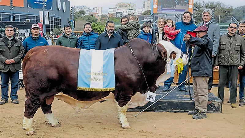 Braford Campeón