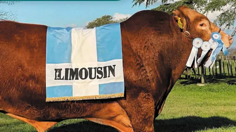 Mejor toro Limousin del mundo