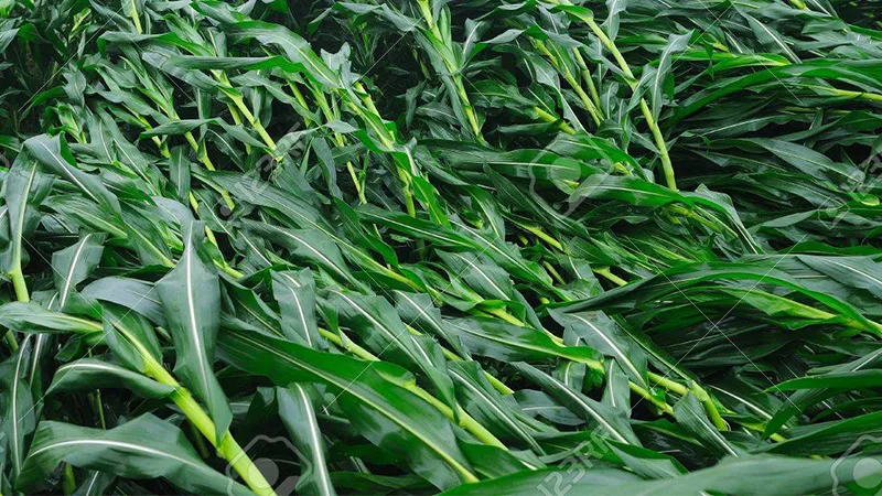 Maíz caído por el viento