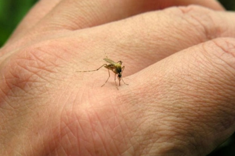 Mosquito
