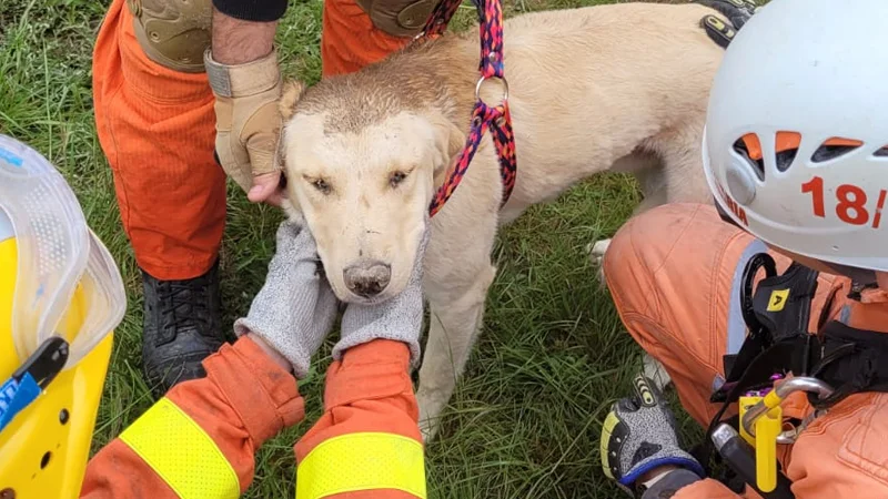 Perro rescatado de pozo