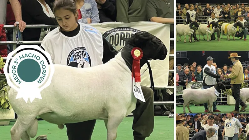 Premio Ovinos Cuatro Reinas