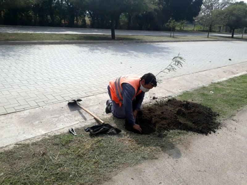 Plantación de árboles en Sinsacate
