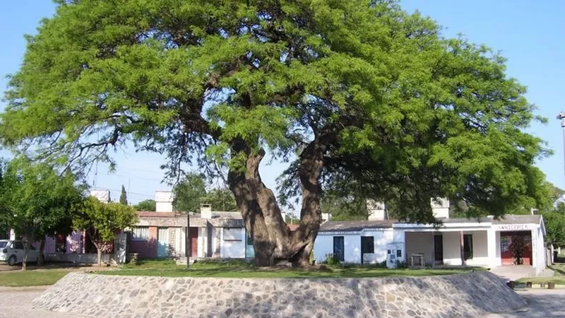 Algarrobo de Sarmiento