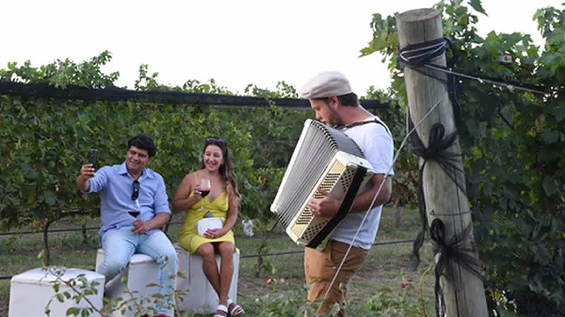 Viñedo Terra Camiare
