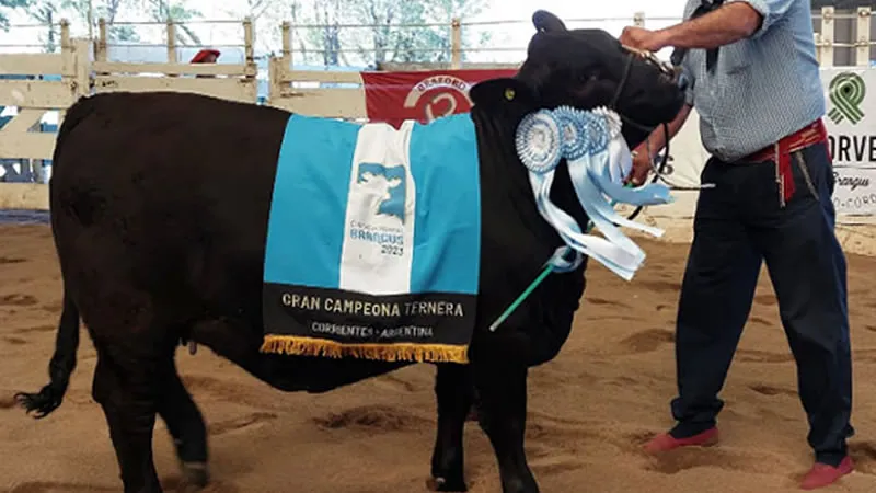 Campeona Cecilia