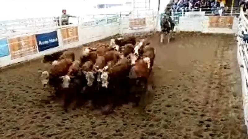 Fiesta del Ternero 2