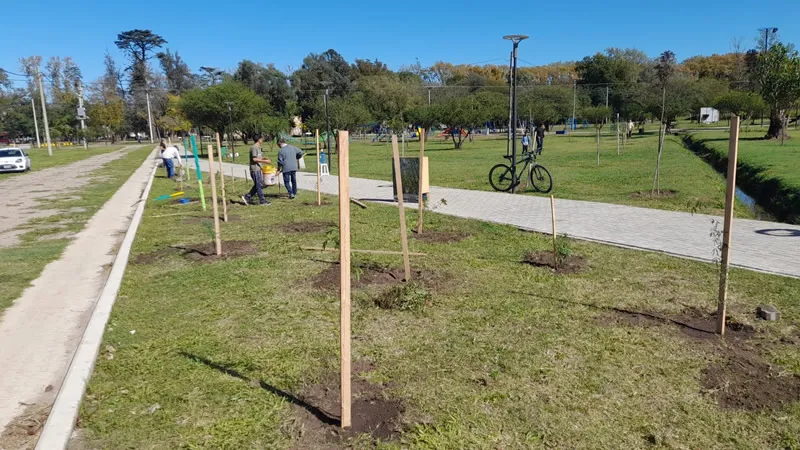 Bosque de bolsillo CC